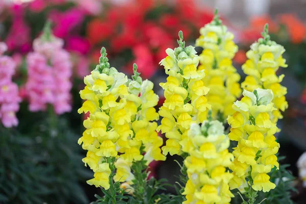 Flores Snapdragon Bonitas Florescendo Dia Primavera Antirrinum Majus — Fotografia de Stock
