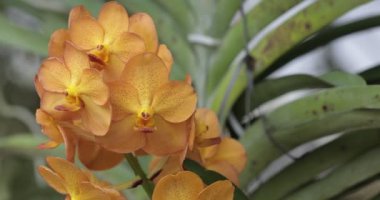 Yağmur mevsiminde açan güzel orkide çiçeği. Vanda orkidesi.