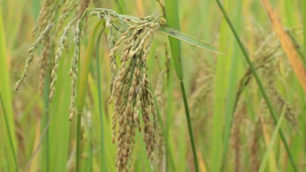 Κοντινό Πλάνο Των Φυτών Όμορφη Ρυζιού Στην Πανέμορφη Ριζοχώραφο Βιολογικό — Αρχείο Βίντεο