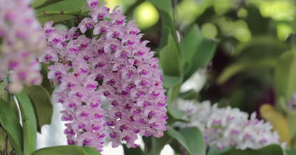 Flor Bonita Orchid Que Floresce Estação Chuvosa Rhynchostylis Orchidaceae — Vídeo de Stock