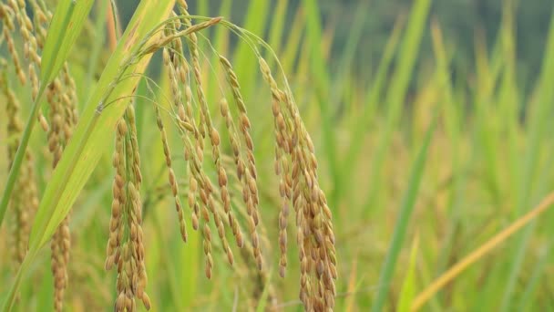 Закрыть Красивые Рисовые Плантации Великолепном Поле Органической Ферме — стоковое видео