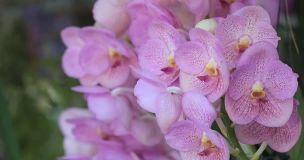 Mooie Orchidee Bloem Bloeien Regenseizoen Vanda Orchidaceae — Stockvideo