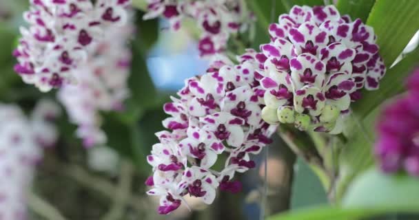 Piękny Kwiat Storczyka Kwitnący Porze Deszczowej Rhynchostylis Orchidaceae — Wideo stockowe