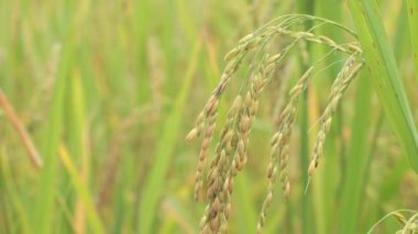 Organik tarım muhteşem paddy alanında güzel pirinç bitkilerin yakın çekim.