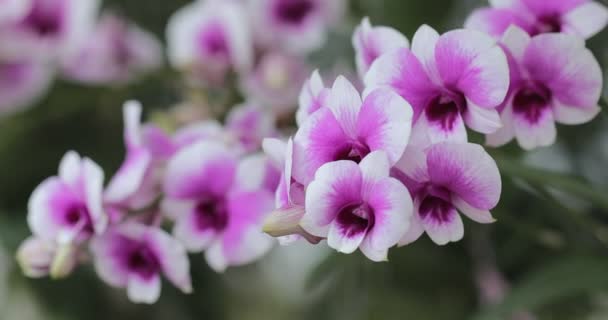 Hermosa Flor Orquídea Floreciendo Temporada Lluvias Dendrobium Orchidaceae — Vídeos de Stock