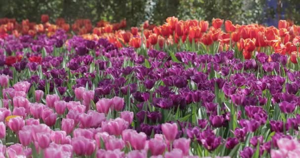 Tulipánové Květiny Čerstvé Jaro Tulipánovém Poli — Stock video