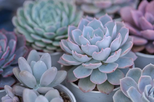 Pengaturan Sukkulen Kaktus Berhasil Dalam Penanaman Echeveria Lezat — Stok Foto