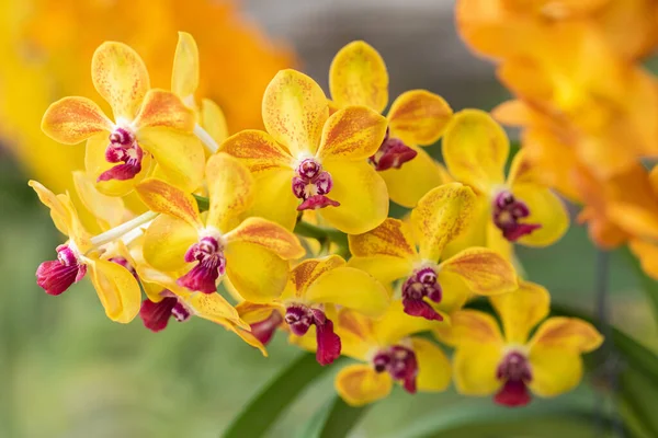 Belle Fleur Orchidée Fleurissant Saison Des Pluies Dendrobium Orchidaceae — Photo