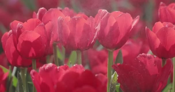 Λουλούδια Τουλίπας Φρέσκια Άνοιξη Στο Πεδίο Τουλίπας — Αρχείο Βίντεο