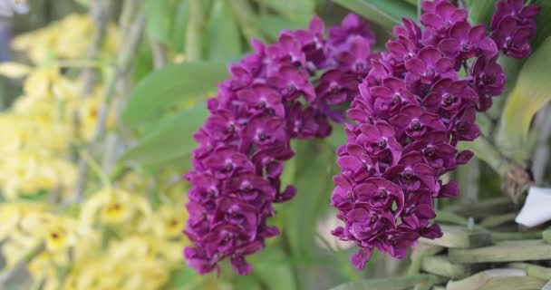 Bellissimo Fiore Orchidea Che Fiorisce Nella Stagione Delle Piogge Rhynchostylis — Video Stock