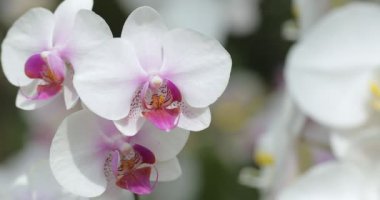 Yağmur mevsiminde açan güzel orkide çiçeği. Phalaenopsis Orkidesi