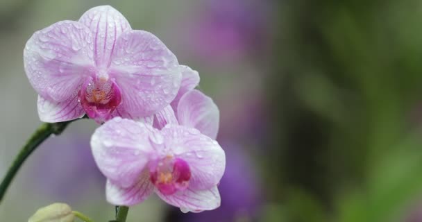 Hermosa Flor Orquídea Floreciendo Temporada Lluvias Phalaenopsis Orchidaceae — Vídeos de Stock