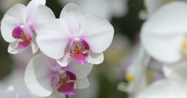 Flor Bonita Orchid Que Floresce Estação Chuvosa Phalaenopsis Orchidaceae — Vídeo de Stock