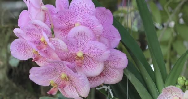 美丽的兰花在雨季开花 万达兰科 — 图库视频影像