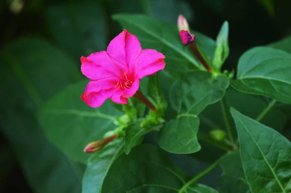 Bella Tromba Rosa Fiore — Foto Stock