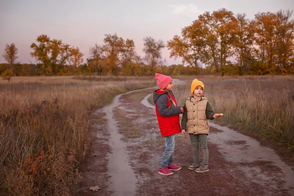 두 동기 가 시골 길 근처에서 서 아름다운 가을 숲 속 산책을 하면서 이야기를 한다 — 스톡 사진