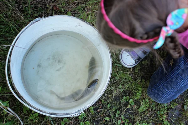 Carino bambina guardando all'interno di un secchio con acqua e alcuni pesci — Foto Stock