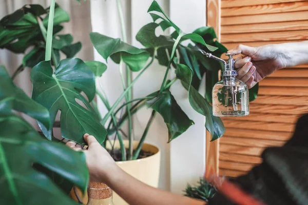 Young girl watering home plants on the balcony, green environment in room, home gardening