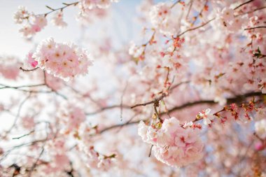Çiçek bahçesinde çiçek açan sakura dalı. Mutlu bahar titreşimleri. Doğal çiçek arkaplanı