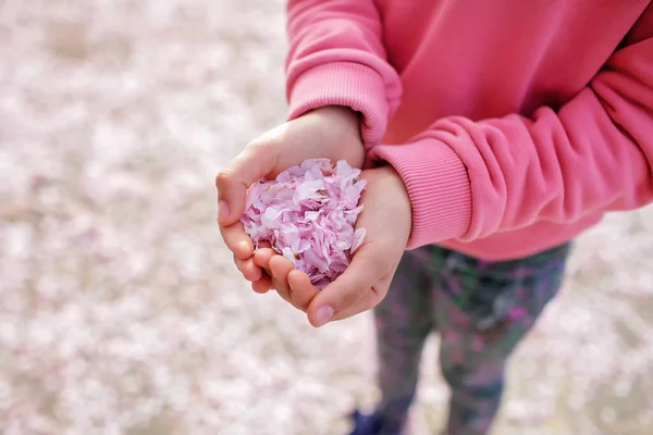 Egy tinédzser lány sok sakura szirmot tart a tenyerében, miközben a virágos kertben sétál. — Stock Fotó