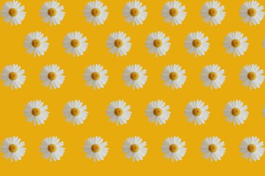 Sarı arkaplandaki papatya çayı tekrarlanan bir desen