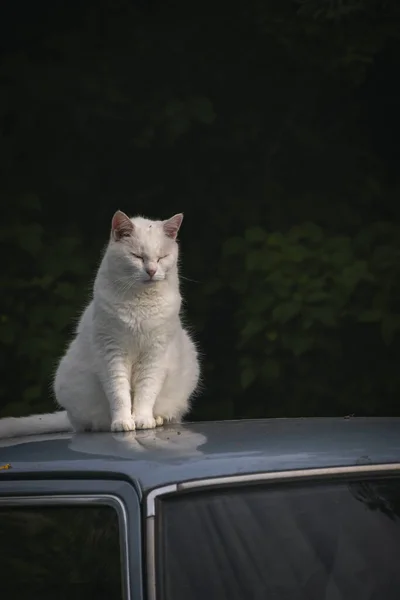 white cat sitting in on the roof of a car