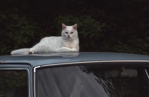 white cat lying on the roof of a car against a background of green leaves