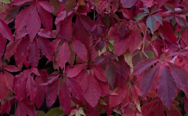 kırmızı ve pembe sonbahar yaprakları, kırmızı yaprakların arka planı