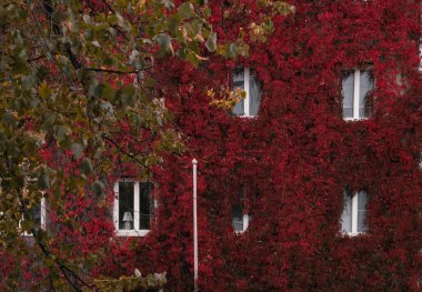 Kırmızı ve sarı yapraklar parktaki ağaçlarda, arka planda..