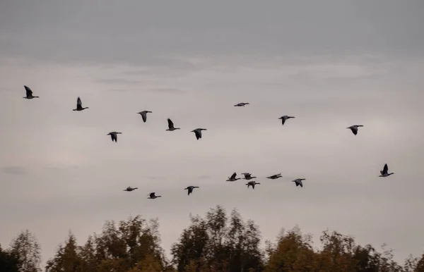 group of birds flying in the sky