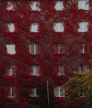 Güzel kırmızı sonbahar sarmaşığı