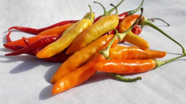 Fresh Hot spicy chilies or cabe rawit in Indonesia on white background