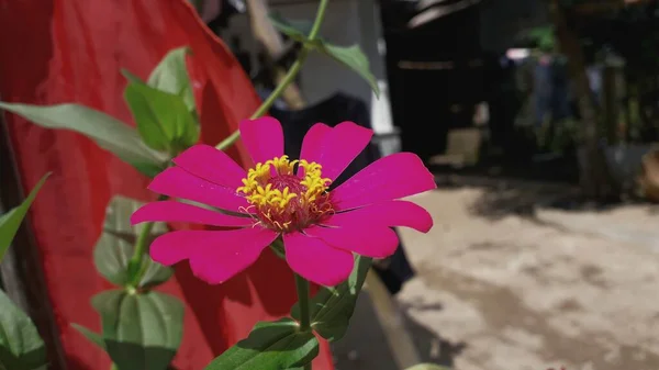 Bahçesinde Yeşil Yapraklar Olan Pembe Zinnia Çiçeğinin Güzel Arka Planı — Stok fotoğraf