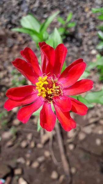 Fundo Bonito Flor Zinnia Vermelho Com Folhas Verdes Jardim — Fotografia de Stock