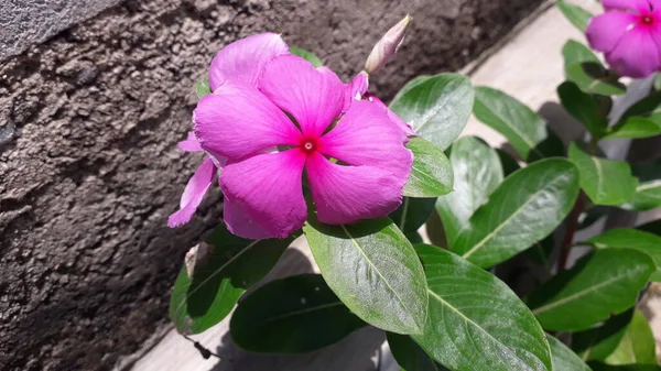 Fundo Bonito Flor Madagascar Rosa Com Folhas Verdes Parque Para — Fotografia de Stock