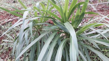 Suket gajah ya da suket odot ya da Endonezya bahçesindeki fil çimi
