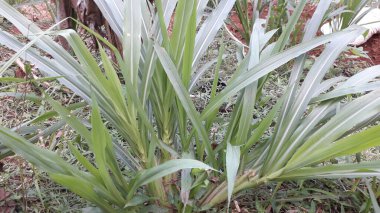 Suket gajah ya da suket odot ya da Endonezya bahçesindeki fil çimi