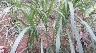 Suket gajah ya da suket odot ya da Endonezya bahçesindeki fil çimi
