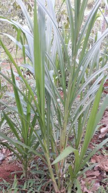 Suket gajah ya da suket odot ya da Endonezya bahçesindeki fil çimi