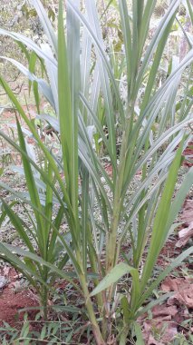 Suket gajah ya da suket odot ya da Endonezya bahçesindeki fil çimi