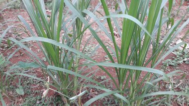 Suket gajah ya da suket odot ya da Endonezya bahçesindeki fil çimi