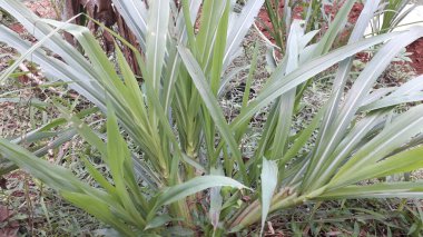 Suket gajah ya da suket odot ya da Endonezya bahçesindeki fil çimi