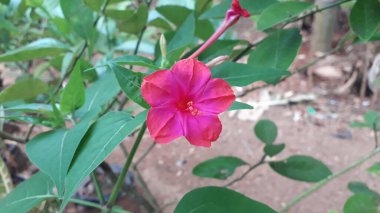 Kembang Ağrı Ungu 'nun güzel arka planı veya bunga sore veya bunga pukul empat veya yeşil yapraklı Peru çiçeği mucizesi