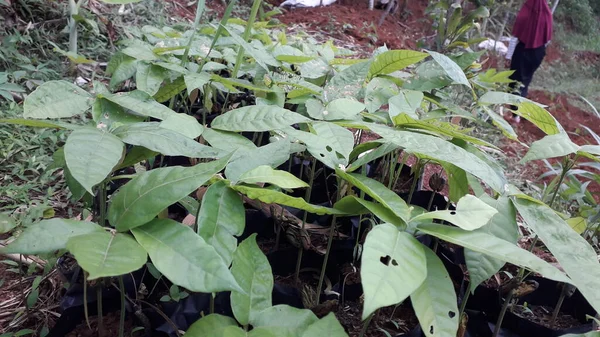 Baby Cacaobomen Tuin — Stockfoto