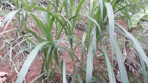 Suket gajah ya da suket odot ya da Endonezya bahçesindeki fil çimi