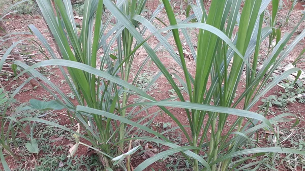 Suket gajah ya da suket odot ya da Endonezya bahçesindeki fil çimi