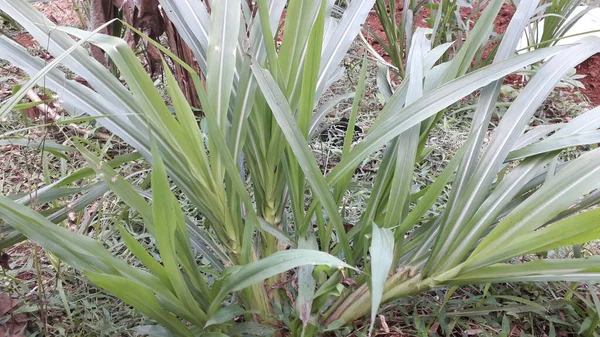 Suket gajah ya da suket odot ya da Endonezya bahçesindeki fil çimi