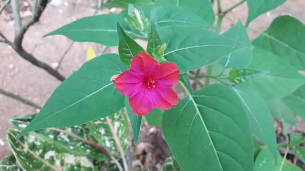 カンバンの美しい背景には ウングーやブンガの痛みやブンガプークルの空や緑の葉とペルーの花の驚異 — ストック写真