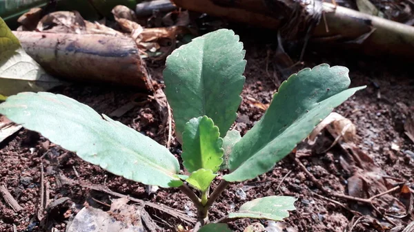 Tiba Urip Planta Bebek Coca Para Fitoterapia — Fotografia de Stock