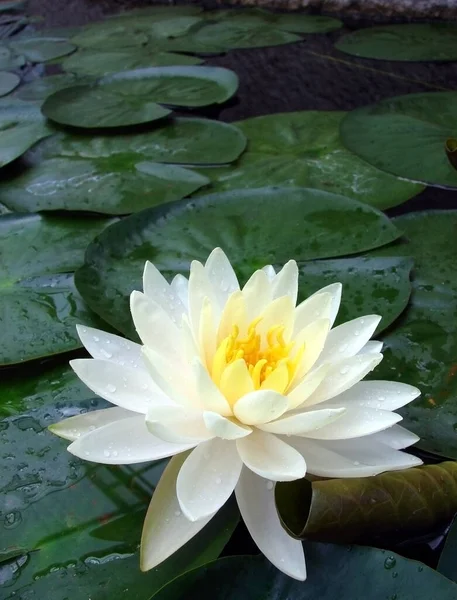 Water Lily Bright Star White Lotus — Stock Photo, Image